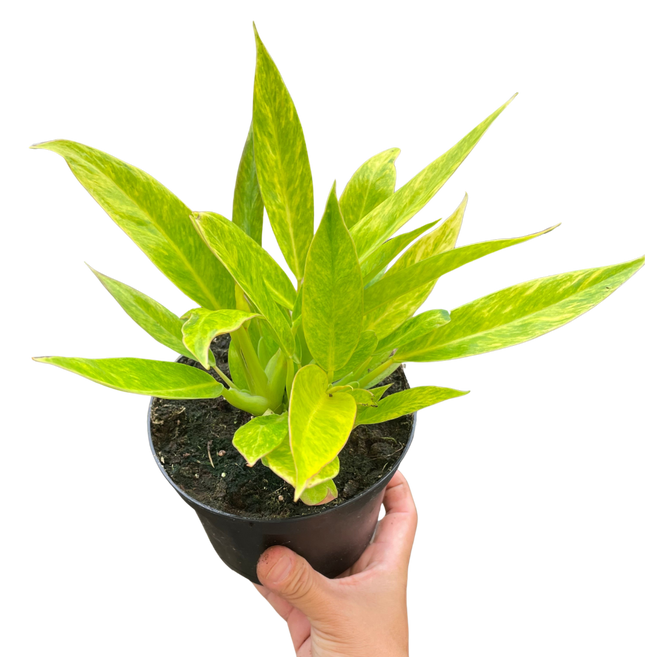 Philodendron 'Calkins Gold'
