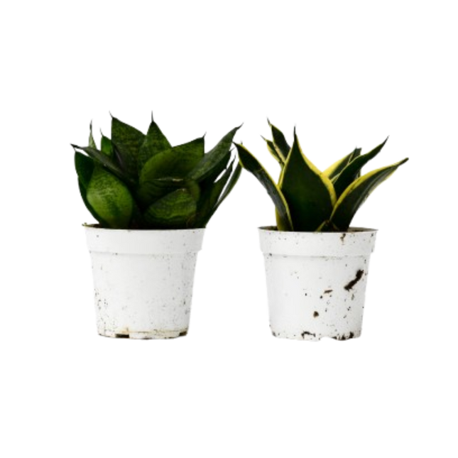 Snake Plant Variety Packs - 4" Pot
