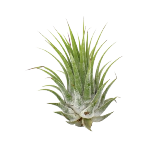 Tillandsia Air Plant Ionantha - 5 Pack