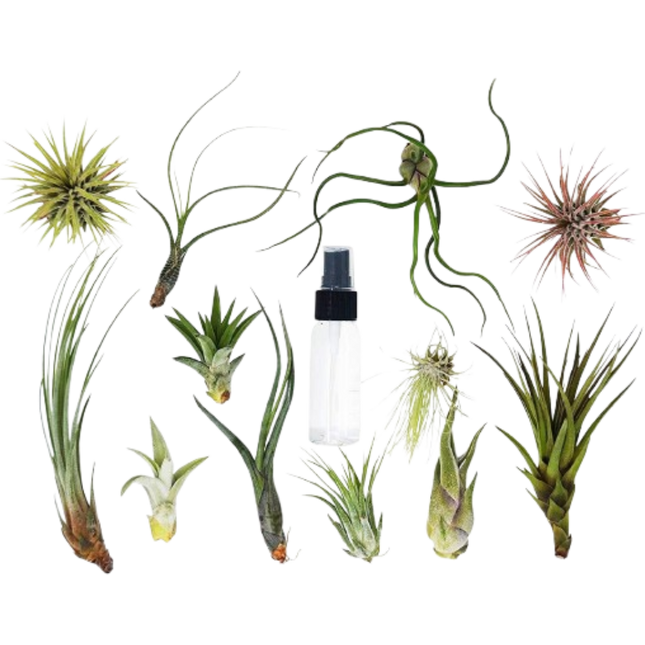 Tillandsia Air Plant Variety Pack w/ Spray Bottle