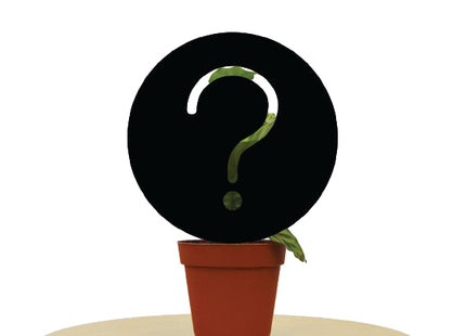 Mystery House Plant A-Grade