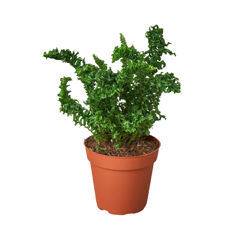 Fern 'Emina'