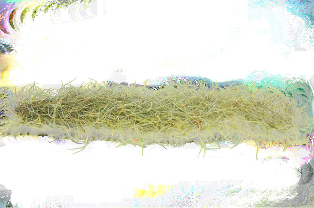 Tillandsia Air Plant Spanish Moss - 3 Pack