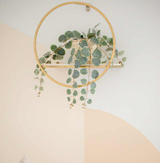 Discover our curated collection of indoor plants, from lush tropicals to low-maintenance succulents.