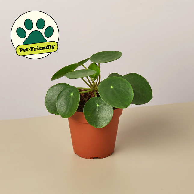 4" potted Pilea Peperomiodes