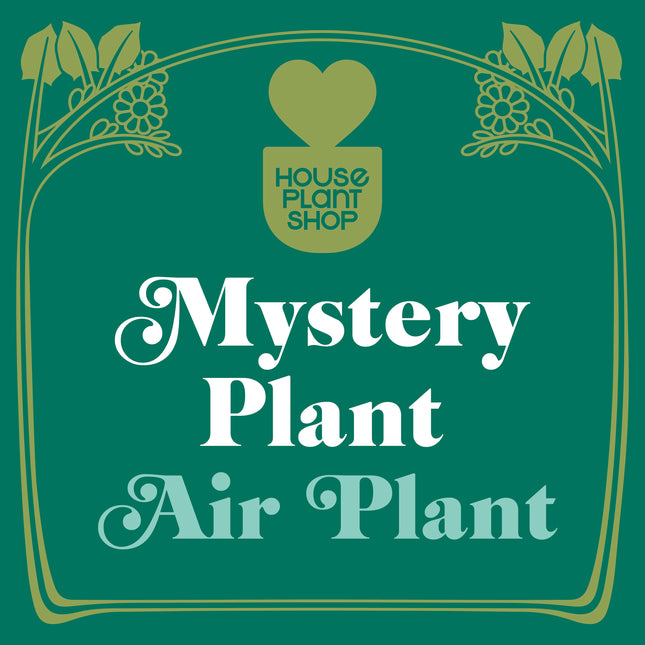 Mystery Air Plant - House Plant Shop