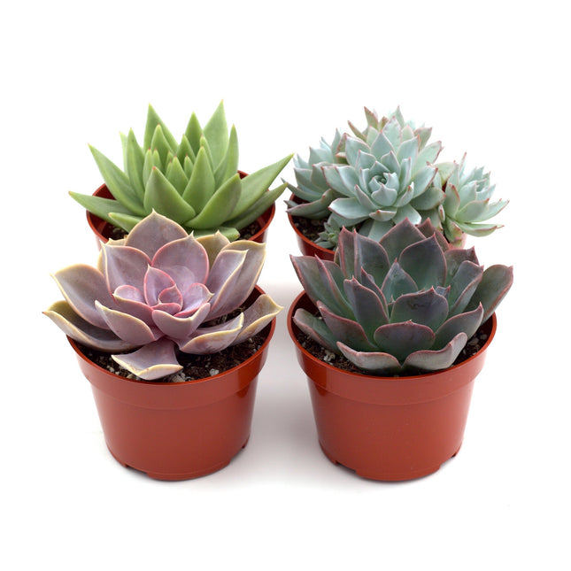 2" Succulent Variety Packs